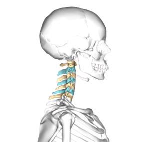 Cervical vertebrae lateral3