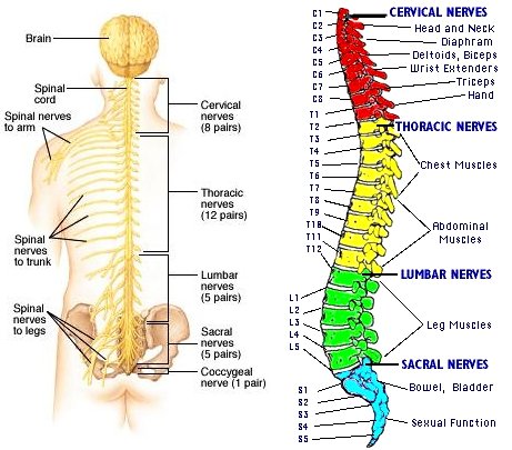 spinal-nerves